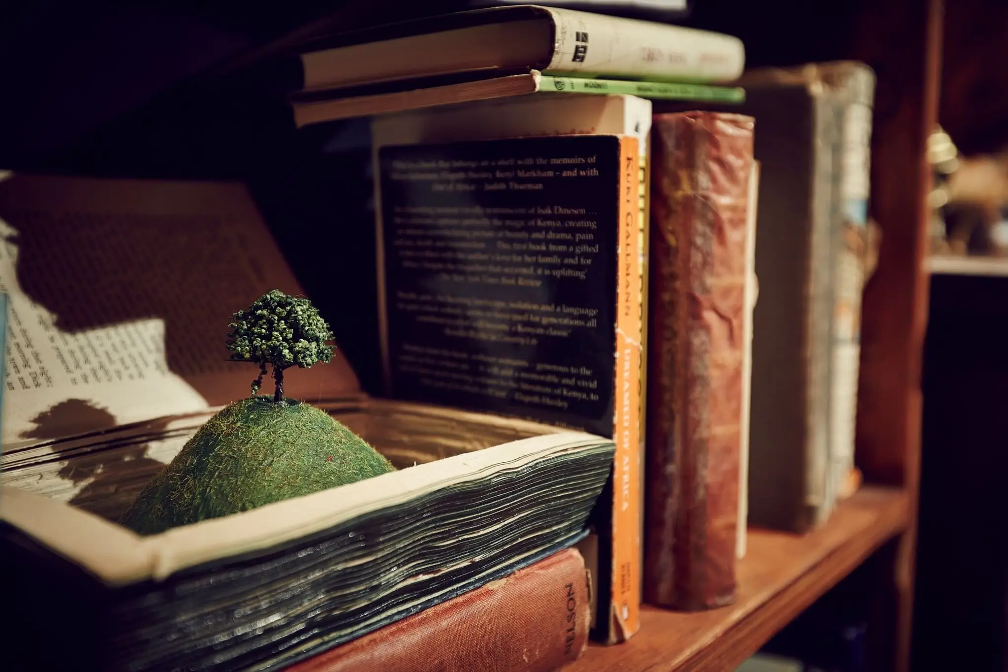 A tiny tree growing from an open book